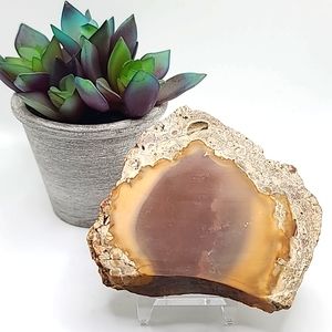 CLEARANCE Natural Wild Horse Picture Jasper Slab B